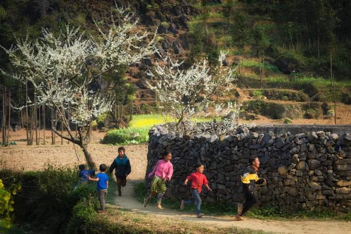 Hoa mận Mộc Châu