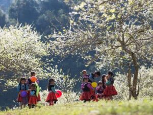 Tour du lịch Mộc Châu