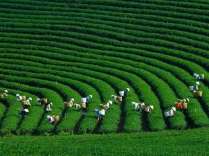 Tour du lịch Mộc Châu
