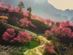 Tour SaPa 2 ngày 1 đêm Cát Cát – Hàm Rồng