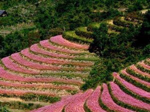 Tour Đông Tây Bắc (Sapa - Fansipan - Hà Giang)